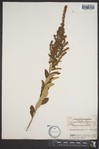 Spiraea tomentosa image