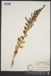 Spiraea tomentosa image