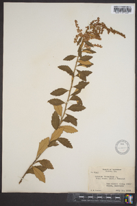 Spiraea tomentosa image