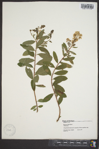 Spiraea alba image