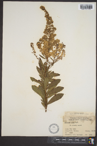 Spiraea alba image