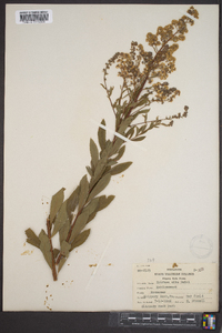 Spiraea alba image