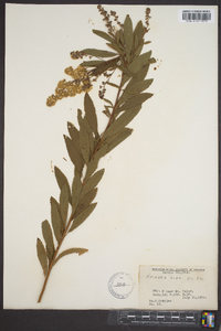 Spiraea alba image