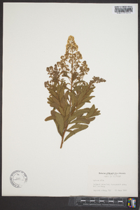 Spiraea alba image