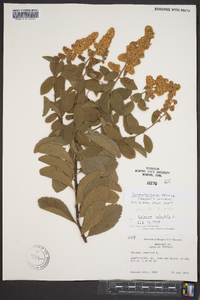 Spiraea x billardii image