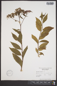 Spiraea japonica image