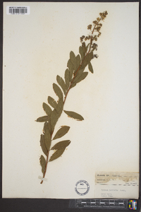 Spiraea latifolia image