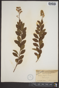 Spiraea latifolia image