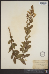 Spiraea latifolia image