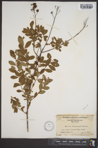 Spiraea latifolia image