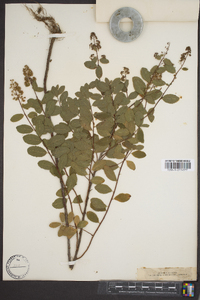 Spiraea latifolia image