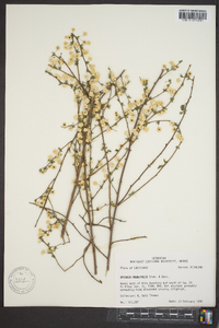 Spiraea prunifolia image