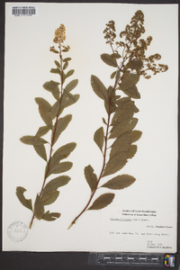 Spiraea latifolia image