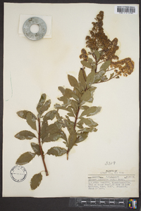 Spiraea latifolia image