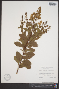 Spiraea latifolia image