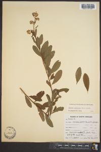 Spiraea latifolia image