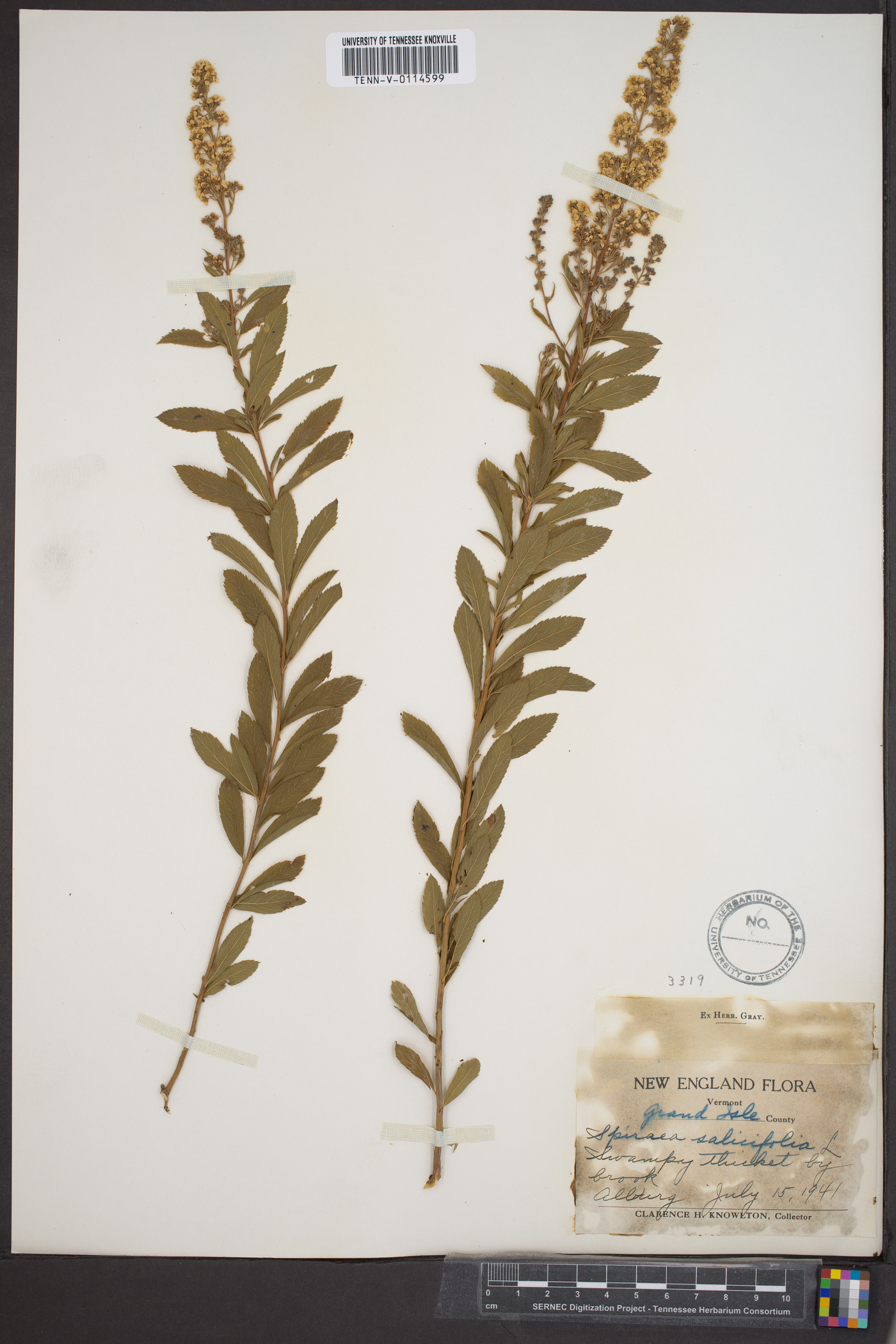 Spiraea salicifolia image