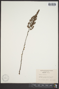 Spiraea tomentosa image