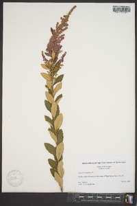 Spiraea tomentosa image