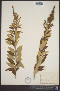 Spiraea tomentosa image