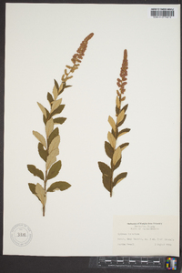 Spiraea tomentosa image