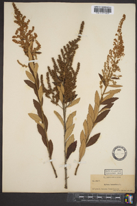 Spiraea tomentosa image