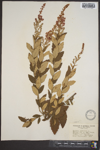 Spiraea tomentosa image