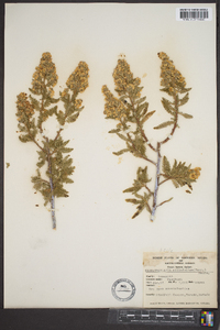 Chamaebatiaria millefolium image