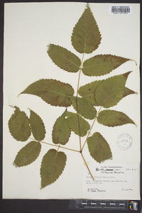 Aruncus dioicus image