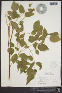 Aruncus dioicus image