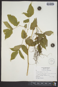 Aruncus dioicus image