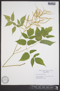 Aruncus dioicus image