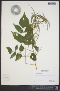 Aruncus dioicus image