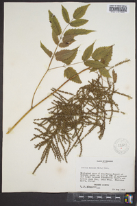 Aruncus dioicus image