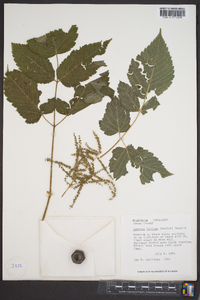 Aruncus dioicus image