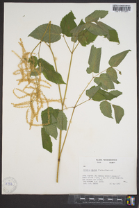 Aruncus dioicus image