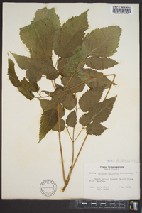 Aruncus dioicus image