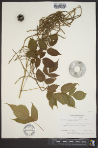 Aruncus dioicus image