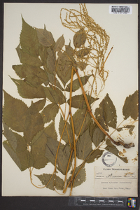 Aruncus dioicus image