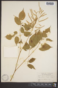 Aruncus dioicus image