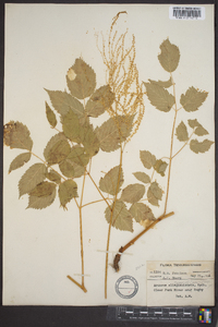 Aruncus dioicus image