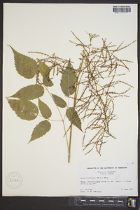 Aruncus dioicus image