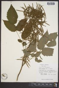 Aruncus dioicus image