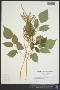 Aruncus dioicus image