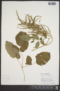 Aruncus dioicus image