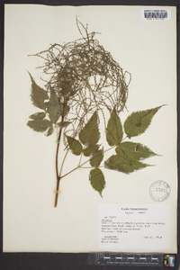 Aruncus dioicus image