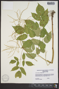 Aruncus dioicus image