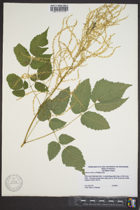 Aruncus dioicus image