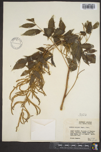 Aruncus dioicus image