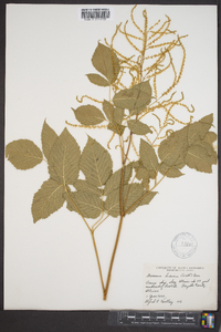 Aruncus dioicus image